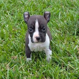 Nyx - Black male American Staffordshire Terrier puppy in Conley, Georgia from Cicero Kennels