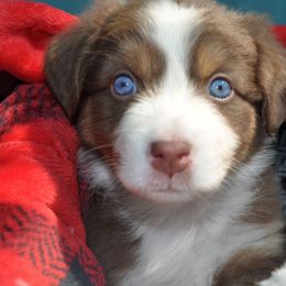 Australian Shepherd Puppies from Shelter Cove Aussies
