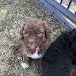 George - Brown and white male Saint Berdoodle puppy in Beach, North Dakota from Badland St. Berdoodles LLC