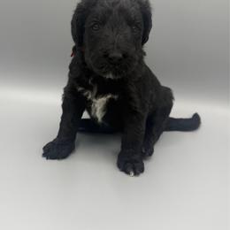 Jolly - Black and white female Aussiedoodle puppy in Paragould, Arkansas from AC Doodles & Corgis