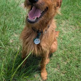 Morgan - Irish Terrier