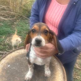 Puppy 1 - Black white and tan female Beagle puppy in Martinton, Illinois from Iroquois River Beagles