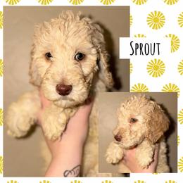 Sprout - Cream male Poodle puppy in Surprise, Arizona from Oh Doodles Doodlery
