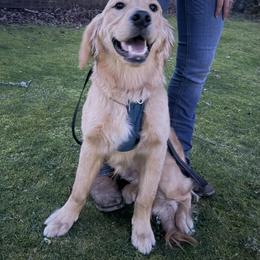 Ryker - Golden male Golden Retriever puppy in Spanaway, Washington from 11 Oaks Kennels