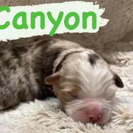 Canyon - Red merle male Miniature Australian Shepherd puppy in South Central, Pennsylvania from Windy Hills Mini Aussies & Doodles