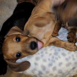 Dachshund Puppies from Cains Dachshunds