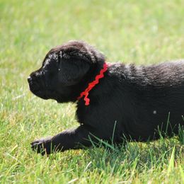 Labrador Retrievers from Pendleton Labradors