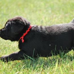 Labrador Retrievers from Pendleton Labradors
