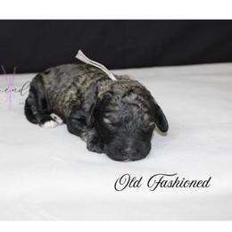 Old Fashioned - Sable male Cockapoo puppy in Mancelona, Michigan from Lavender poodles & doodles