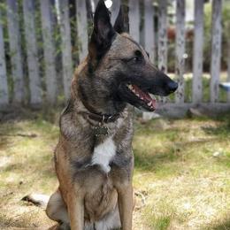 Belgian Malinois and Boston Terrier All Grown Up from SB Bostons / Raksha Malinois