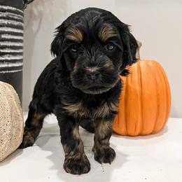 Bear - Black and tan male Cavapoo puppy in Flagstaff, Arizona from Gunstock Doodles