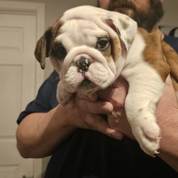 Bulldog Puppies from Magill's Bulldogs