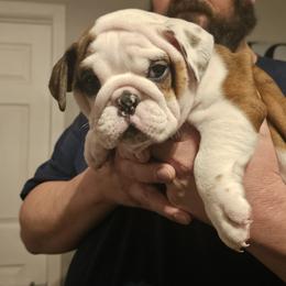 Bulldog Puppies from Magill's Bulldogs
