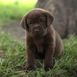 Miss Pink - Chocolate female Labrador Retriever puppy in Morrill, Kansas from Grimm Girls Farm