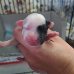 Powderpuff or extreme hairy hairless female 1 - White and black female Chinese Crested puppy in New Castle, Pennsylvania from Long Rotts & Long Haul Cresteds