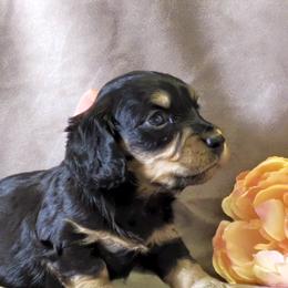 Girl 1 - Black and tan female Dachshund puppy in Mt. Sterling, Illinois from Doxie Do's