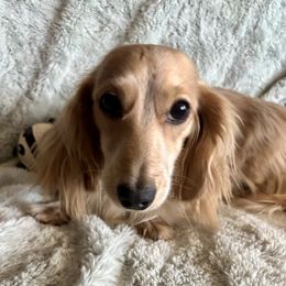 Molly - Dachshund