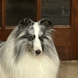 Aspen - Shetland Sheepdog