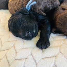 Goldendoodle Puppies from Daisy Mae Doodles