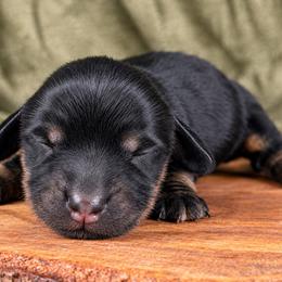 Elsie 2800 - Black and tan female Dachshund puppy in Hendersonville, North Carolina from Snarky Doxy Miniature Dachshunds
