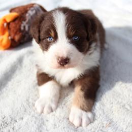 Brock - Red tri-color male Australian Shepherd puppy in Falcon, Missouri from www.maubachranch.com