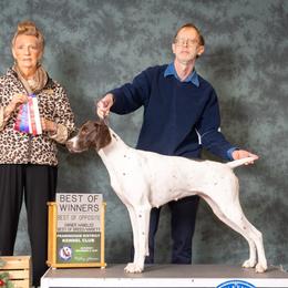 German Shorthaired Pointer All Grown Up from Windward German Shorthaired Pointers