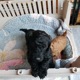 Boy 1 - Black male Poodle puppy in Myrtle Beach, South Carolina from Shiann Poodles