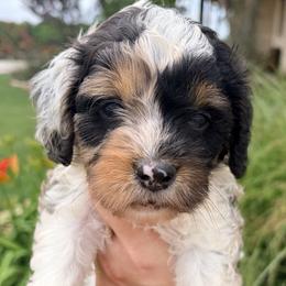 Cavapoo puppies from Safari Doodles