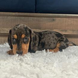 Dapple Boy - Dapple male Dachshund puppy in Stilwell, Oklahoma from Bidding Creek Dachshunds