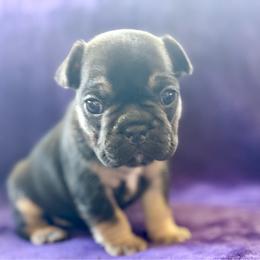 Lola - Black and tan female French Bulldog puppy in Greeley, Colorado from Mandy Moon French Bulldogs
