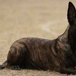 Belgian Malinois and Dutch Shepherds from Carpe Omnia Working Dogs