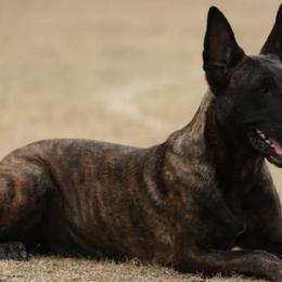 Belgian Malinois and Dutch Shepherds from Carpe Omnia Working Dogs