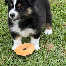 Jules - Black tri-color female Australian Shepherd puppy in Magee, Mississippi from Paint ByNumbers Ranch