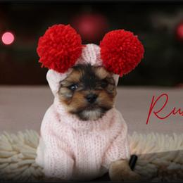 Ruby - Black and gold female Yorkshire Terrier puppy in Warren, Michigan from Danielle's Yorkie Babies