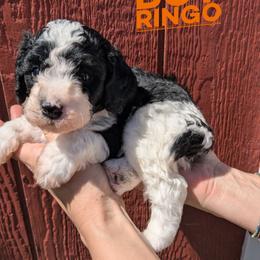 Ringo - Black and white male Bernedoodle puppy in Cambridge, Minnesota from Country Meadow Doodles