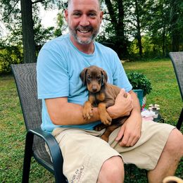 Doberman Pinscher Puppies from Ranchers Companion Doberman Kennel