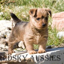 Australian Terrier Puppies from Redsky Australian Terriers