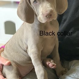 Weimaraner Puppies from Jennifer Anne's Weimaraners