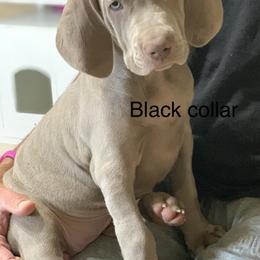 Weimaraner Puppies from Jennifer Anne's Weimaraners