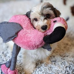 Shirley - Havanese