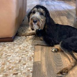 Knox - Goldendoodle
