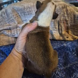 Boy 1 Fawn - Fawn male Boxer puppy in Pine River, Wisconsin from Jenks Boxers
