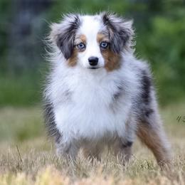 Dolly  - Toy Australian Shepherd