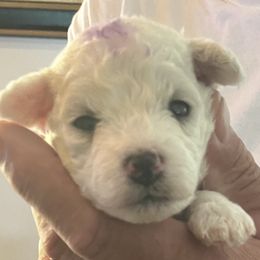 Purple girl - White female Bichon Frise puppy in Wilmington, North Carolina from Cape Fear Bichons