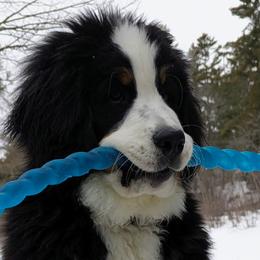 Bernese Mountain Dogs from Bravura Bernese Mountain Dog