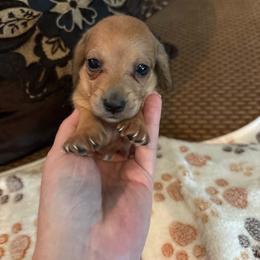 Oliver - Cream male Dachshund puppy in Nashville, Georgia from Riverside Dachshund