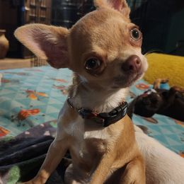 Reyna - Chihuahua