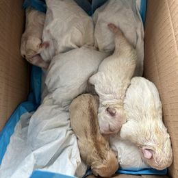French Bulldog and Labrador Retriever Puppies from Desiree Ortiz's French Bull Dogs and Labrador Retrievers