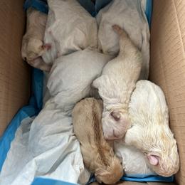 French Bulldog and Labrador Retriever Puppies from Desiree Ortiz's French Bull Dogs and Labrador Retrievers