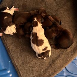 Boy 1 - Chocolate and tan male Dachshund puppy in Dorchester, Texas from Texas Mini Dachs